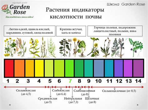 водяные растения индикаторы определяют металлы